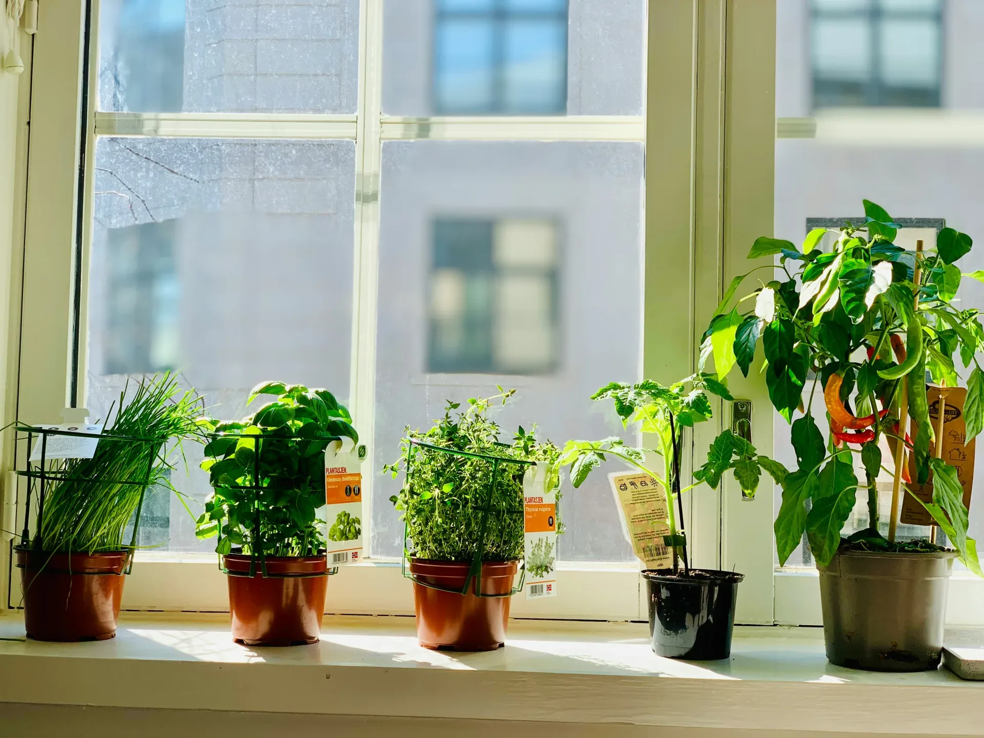 18 Cozy Kitchen Decor Ideas for a Warm Home green-leafed plants
